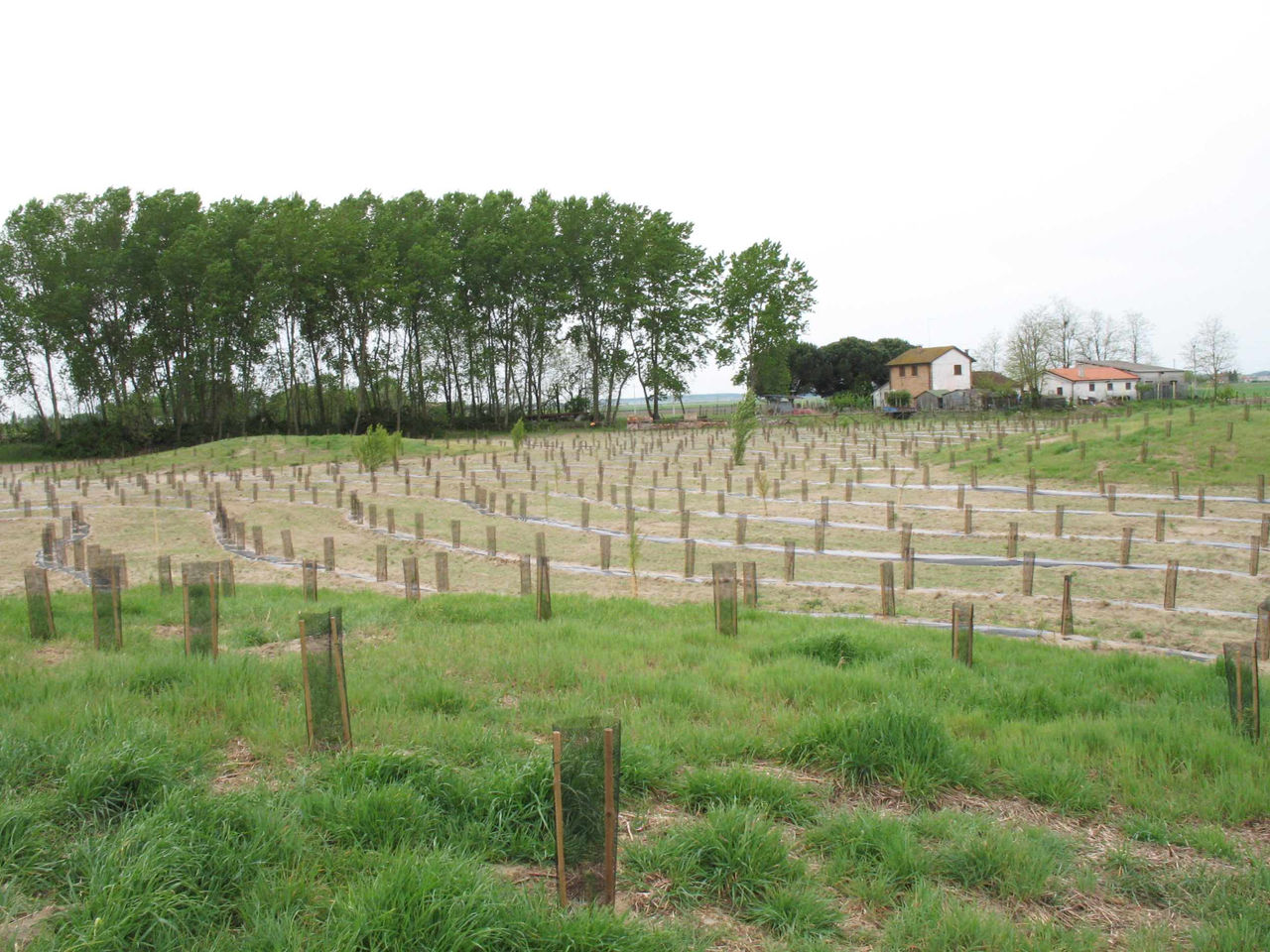 Comune di Ariano nel Polesine
