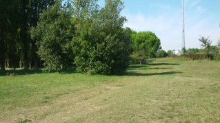 bosco