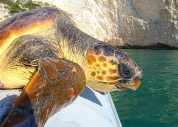 Tartaruga