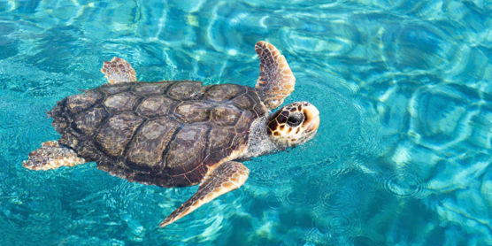 Tartaruga