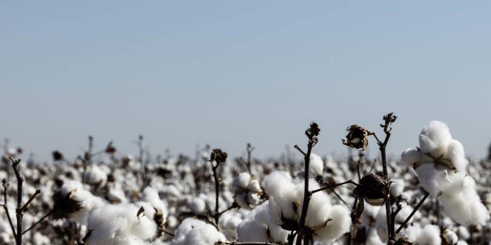 Piante di cotone: dagli scarti di questo materiale si può realizzare plastica biodegradabile