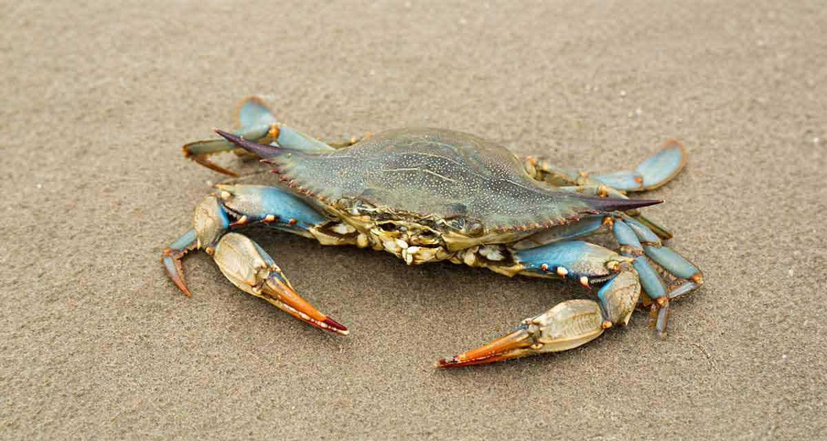 Granchio reale blu su una spiaggia